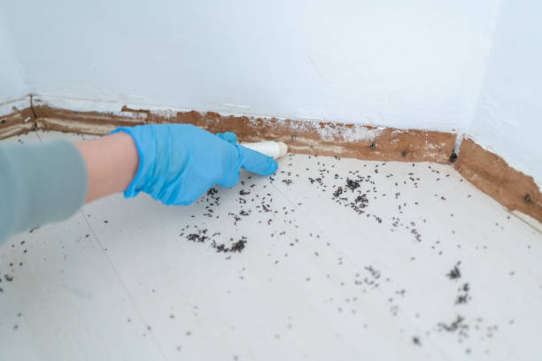 Flea Control Services in Logan Elm Village, OH